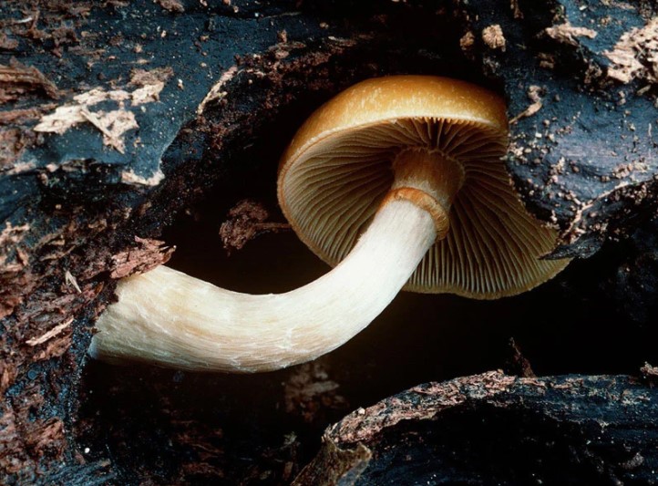 5 Cogumelos mortais